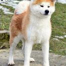 Orihime Go Kyushu Ishida