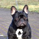 ORLANDO CARTHAGO GRANDIS