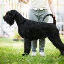 Orlando Slunecni paprsek