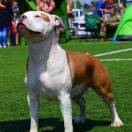 Orlenda Taurunum Angel's 