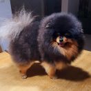 Oroslando Gleb Teodor Donat Viktor RU FCI