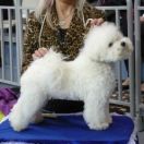 OSMAR’S ZEUS BLANSCH 