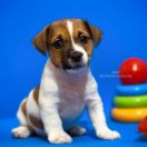 Overjoy Bounce Heavenly Blessing