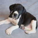 PIK POK Czar Olbrzyma