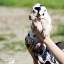 PADME AMIDALA Athel Loren