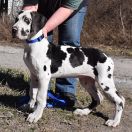 PALADYN Czar Olbrzyma