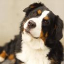 PANDORA PERłA NIEPORĘTU