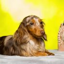 PARWATI Hokus Pokus z Perłowej 