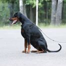 PASSION Błękitny Kanion FCI