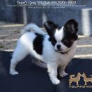 Peter’s Gang PANDA VOLPINO MINI