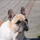 PETITE ETINCELLE Gołyski Raj