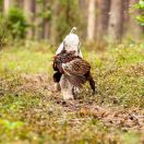 PETRUS Diamond Lamb - MONACO