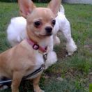 PIPILOTTA Edycja Limitowana FCI