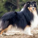 PIRATE OF THE STARS Lohrien 