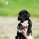 POCAHONTAS Athel Loren 