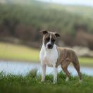 Poland Winner 2019 Ch.Pl. INARI New Radegost