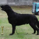 Polka Poland AMADEUSZ