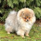 POWERPUFF BLOSSOM The Scarlet Hill