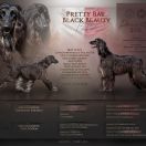 Pretty Bay Black Beauty