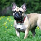 PRETTY HANNAH Azzurro Tesoro FCI