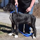 PROTON Czar Olbrzyma