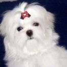 QUEEN SCARLETT O’HARA Humerico 