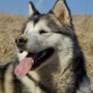 QUIET BECAUSE I'M SLEEP Kriplyana 