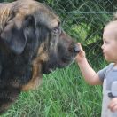 Quisque de Mastines de Picu Xiana