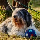 RAMONA Polski Akcent FCI