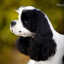 RANGELI LAMIRUS HAV'ER MASKERANO