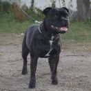 RAREZA VALENCIA Bitis