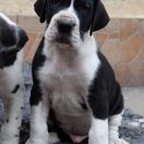 RASTLIN Czar Olbrzyma