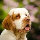 RE VERA Kaprys Rejenta FCI