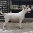 REALLY RESABIL WHITE PEARL Baradiel