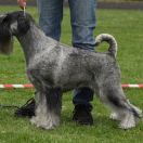 Rebellion Artax's Angels (C.I.B. PL JCH, LT JCH, PL CH, LT CH, PL GCH)