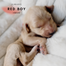 Red Boy