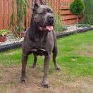 Renesme Del-Orte M.L