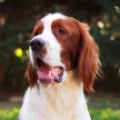 Rolling Stone Junior Shadow Dog