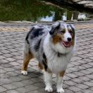 ROMANTIC RAIN Color Joy