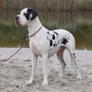 ROMILDA Czar Olbrzyma