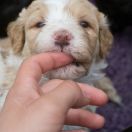 ROYAL AFFAIR Tempus Ad Miraculum