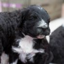 ROYAL BLACK Tempus Ad Miraculum