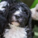 ROYAL DANCER Tempus Ad Miraculum