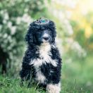 ROYAL FLUSH Tempus Ad Miraculum