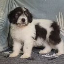 ROYAL GHOST Collis Amores 