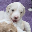 ROYAL JELLY Tempus Ad Miraculum