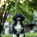 ROYAL MAJESTY Tempus Ad Miraculum