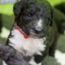 ROYAL WAVE Tempus Ad Miraculum