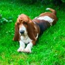 Rózia Klan Piegowatych