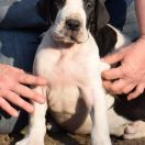 RUBEUS Czar Olbrzyma